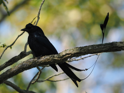 Greater Racket-tailed Drongo