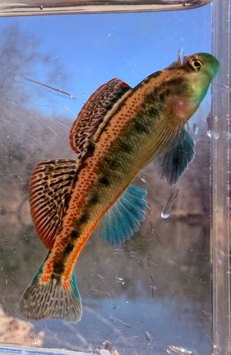 Duck Darter
