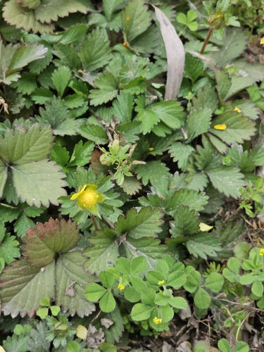 mock strawberry