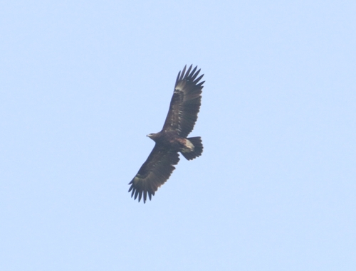 Greater Spotted Eagle