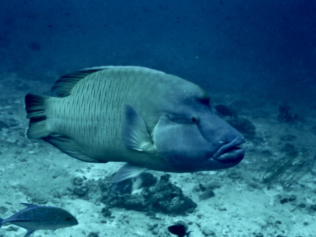 Napoleon wrasse