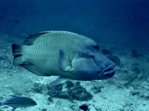 Napoleon Wrasse — seen at this dive site