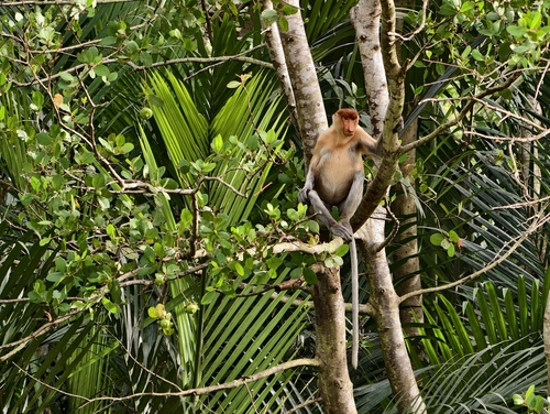 Proboscis Monkey