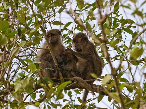 Long-tailed Macaque