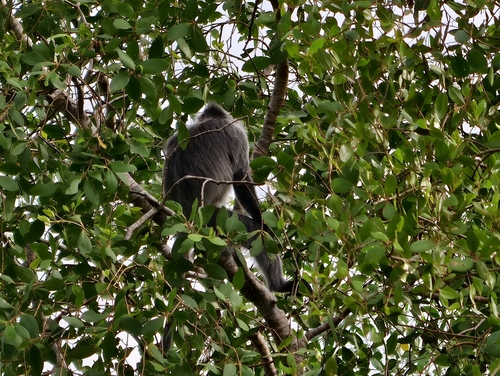 Silvered Leaf Monkey