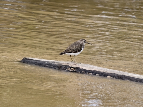 Common Sandpiper