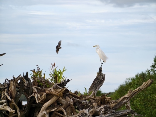 Eastern Great Egret
