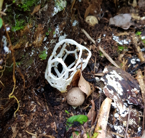 Clathrus chrysomycelinus