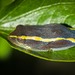 Andranolava Reed Frog - Photo (c) Max Omick, all rights reserved, uploaded by Max Omick