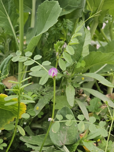 Common Vetch
