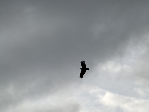 Brahminy Kite