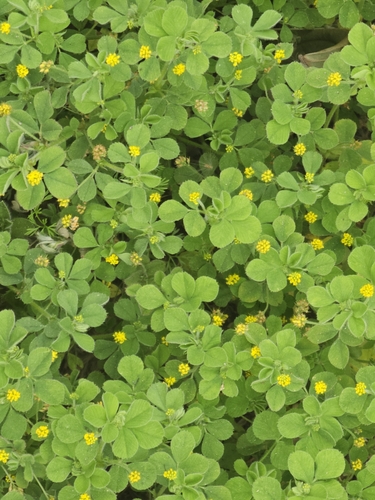 Black Medick