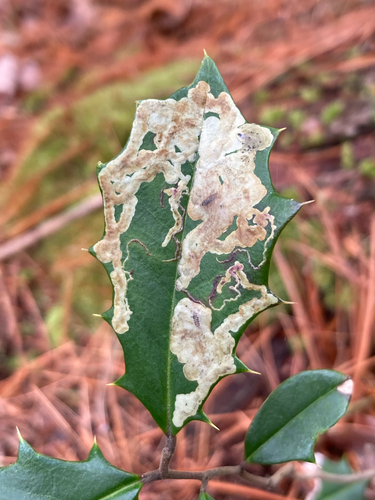 Unknown species found near Candler, NC, US
