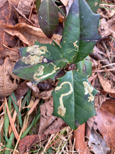 Unknown species found near Candler, NC, US