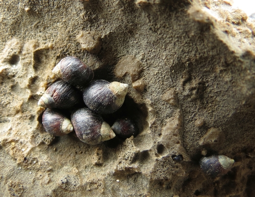 Melarhaphe neritoides