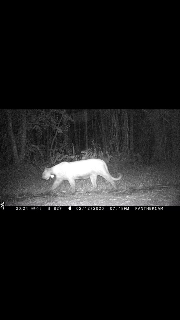 North American Mountain Lion In February 2020 By Zack Taylor INaturalist   Large 