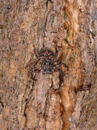 Bassaniana decorata