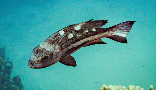 Black-and-white Snapper — seen at this dive site