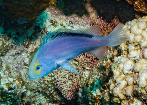 Red Sea Soapfish — seen at this dive site