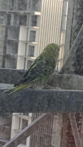 Domestic Budgerigar