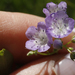 Smooth Phacelia - Photo (c) Layla, all rights reserved, uploaded by Layla