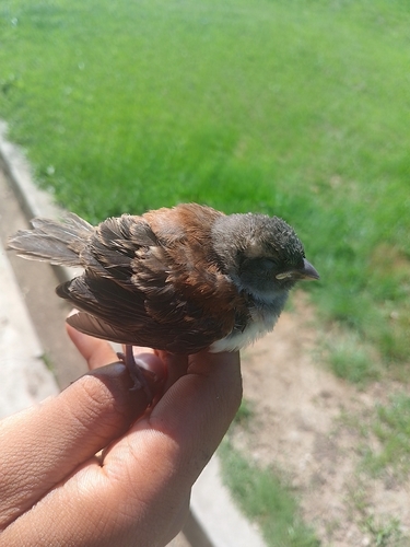 Common Cape Sparrow