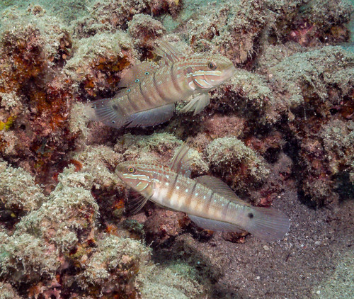 Amblygobius albimaculatus