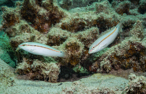 Halichoeres scapularis
