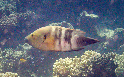 Cheilinus lunulatus