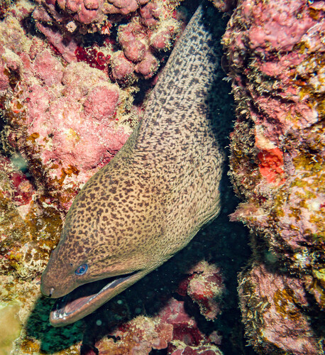 Gymnothorax javanicus