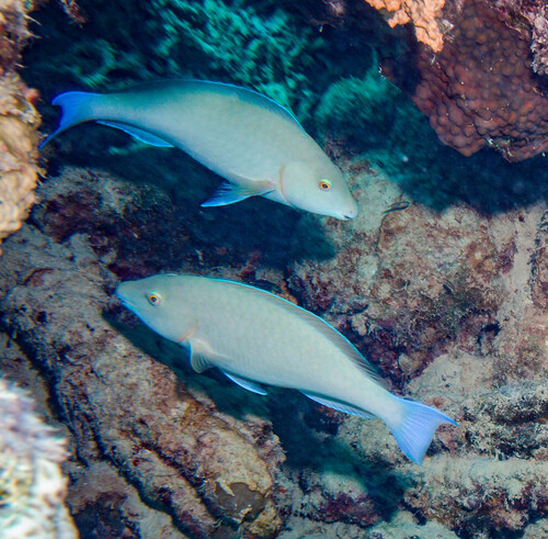 Hipposcarus harid