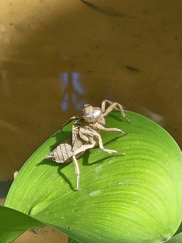 Dragonflies