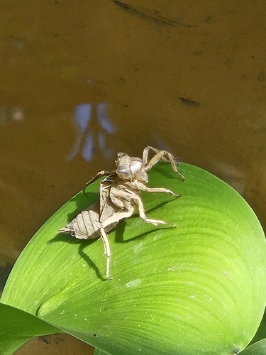 Dragonflies