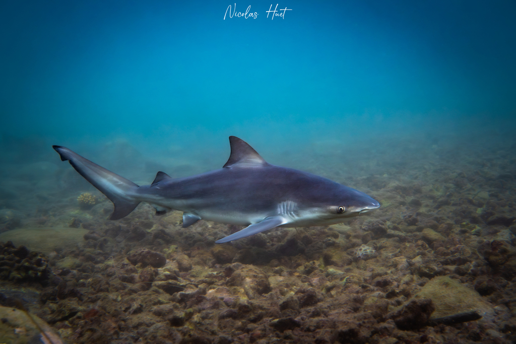 Bull Shark