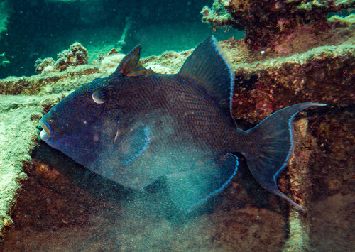Pseudobalistes fuscus