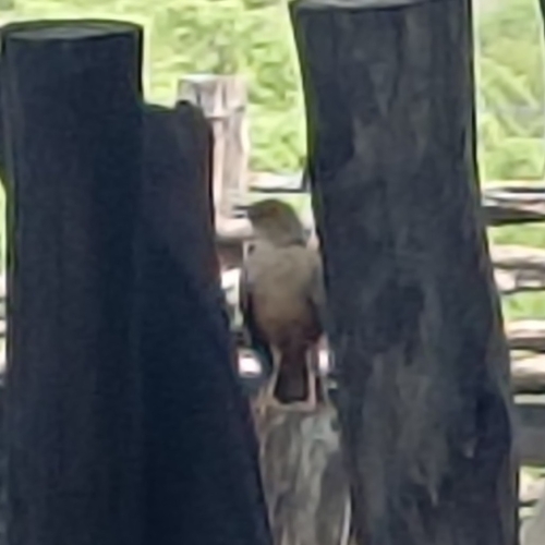 Rufous-bellied Thrush