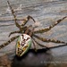 Enamelled Spider - Photo (c) andrew_mc, all rights reserved