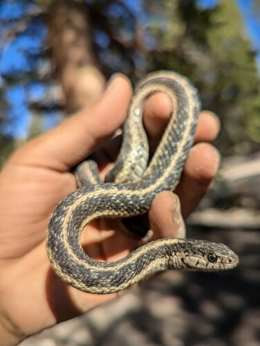 iNaturalist observation photo of Western Terrestrial Garter Snake