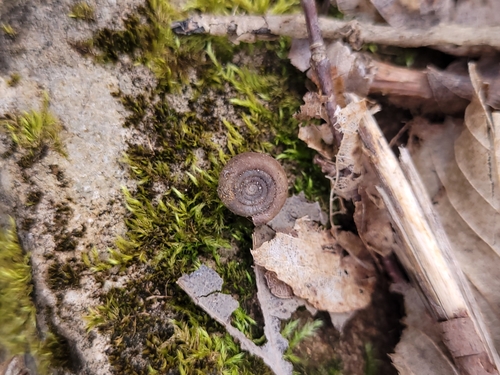 Helicodonta obvoluta