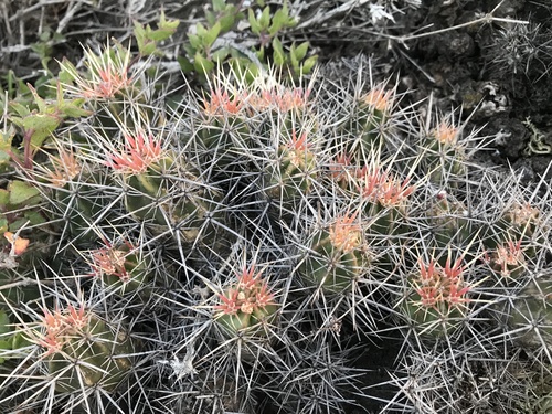 Echinocereus maritimus