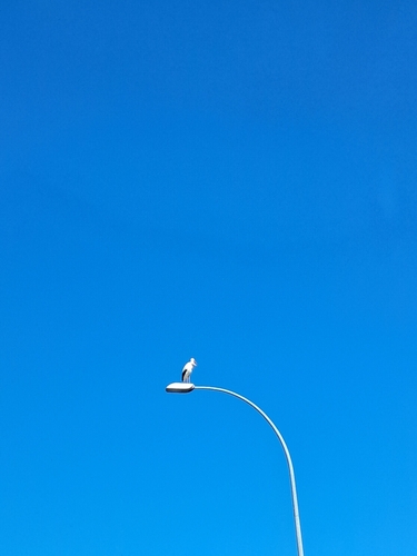 Avistamiento Cigüeña blanca