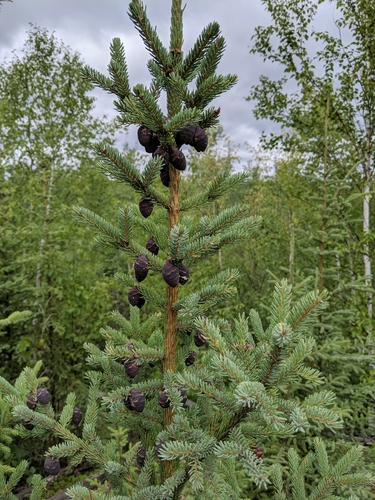 black spruce