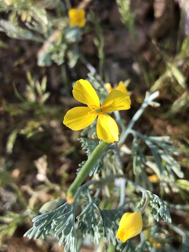Eschscholzia minutiflora ssp. twisselmannii