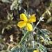 Eschscholzia minutiflora twisselmannii - Photo (c) rachaelmposton, todos los derechos reservados, subido por rachaelmposton