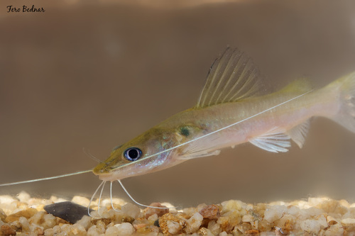 Hemibagrus capitulum