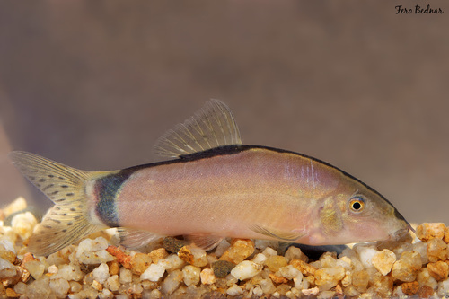 Yasuhikotakia morleti