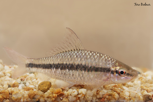Osteochilus microcephalus