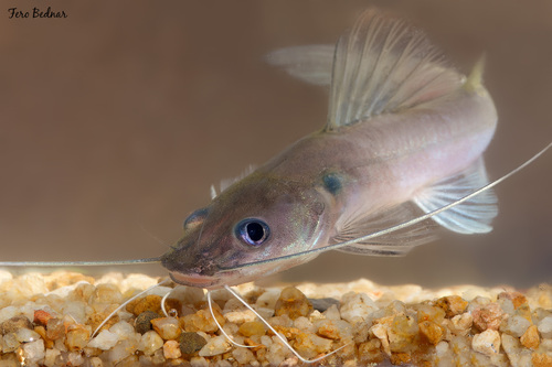 Hemibagrus capitulum