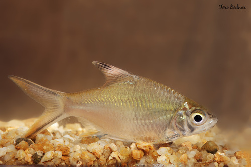 Barbonymus schwanefeldii