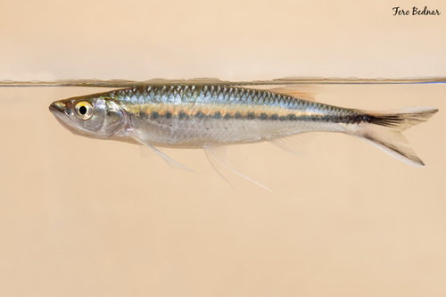 Luciosoma setigerum